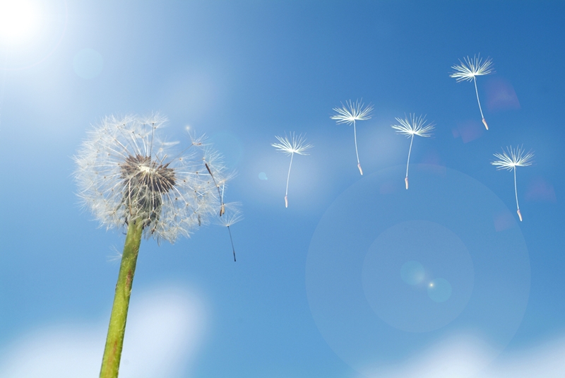 Spring is well and truly underway - and the market is still looking stable, despite the drop in clearance rates.